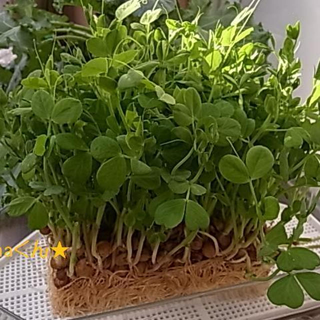 プル～ンの芽？最近のプランターの様子♪スイスチャード収穫
