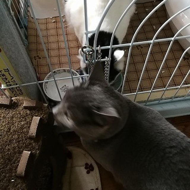 【小梅・さくら・桃之介通信】桃之介のごはんは狙われる