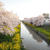 続・桜