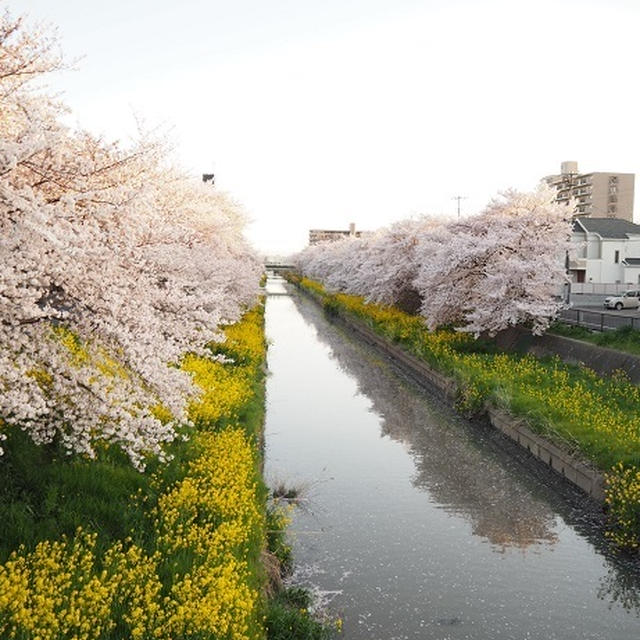 続・桜