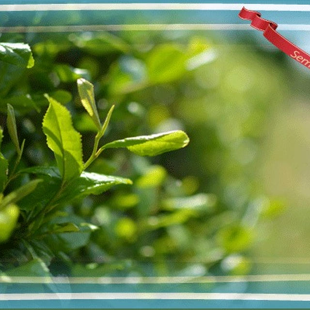 自然栽培の『 茶の木』