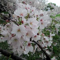 さくら桜サクラ～♪ お弁当持ってお花見（*＾o＾）/