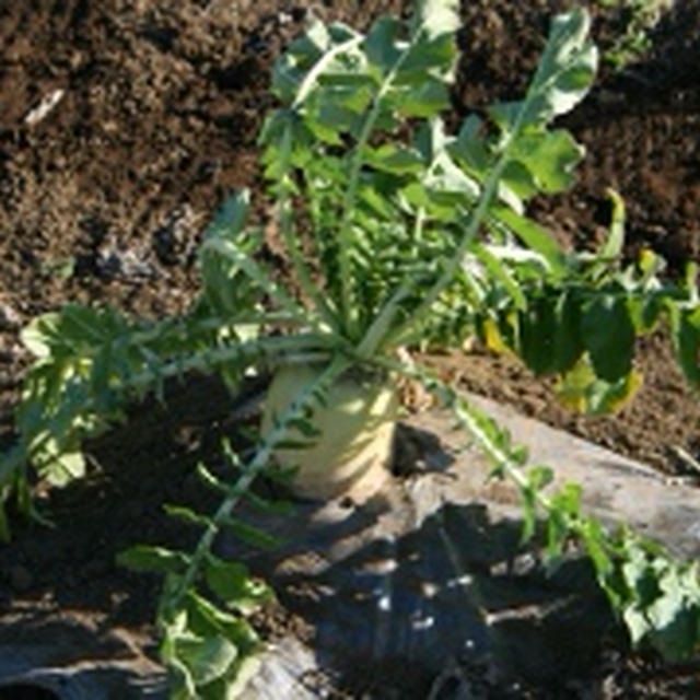 野菜ビビンバ