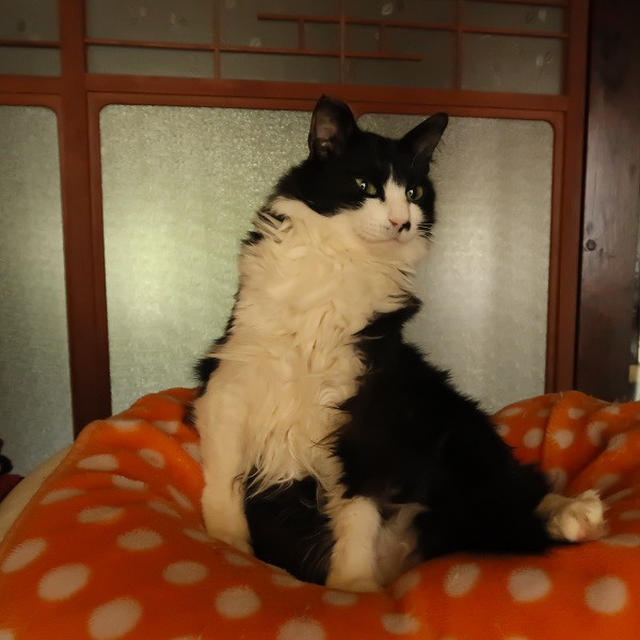 寝ぼけてポーっとしているごんぼさん