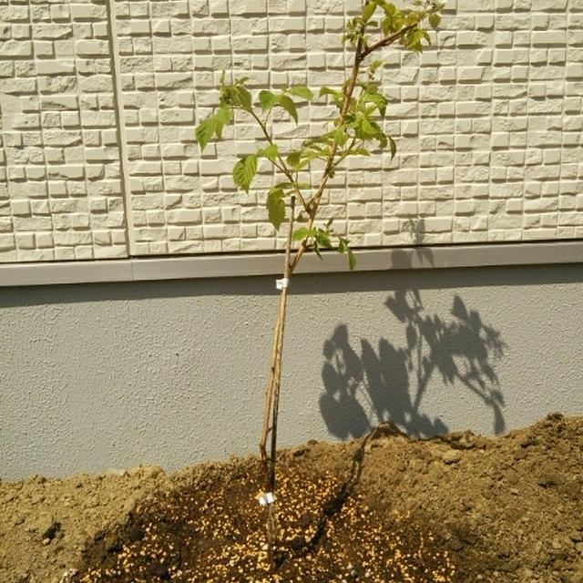 ラズベリー植えました