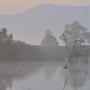 福島潟の朝靄