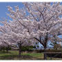 福岡の春。如月の桜（はな）2