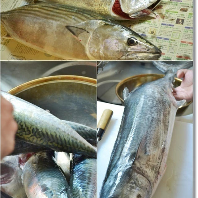 ダンナさんの釣果と魚の保存食作り♪