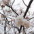 公園の桜#お花見の風景