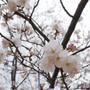 公園の桜#お花見の風景