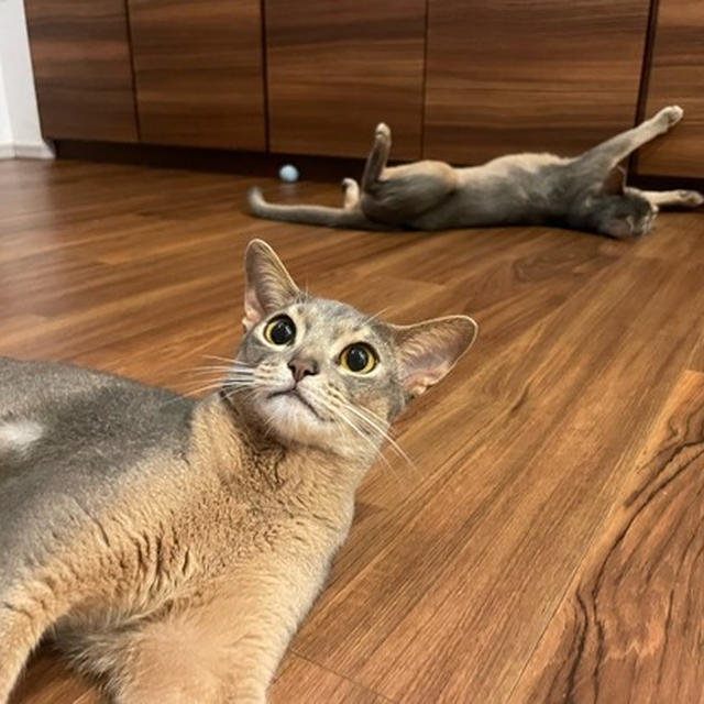 猫が落ちてるリビング