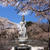 ■風景【地元　さがみ野霊園の桜】