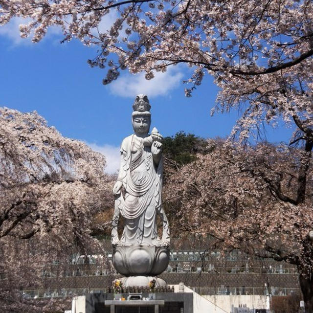■風景【地元　さがみ野霊園の桜】