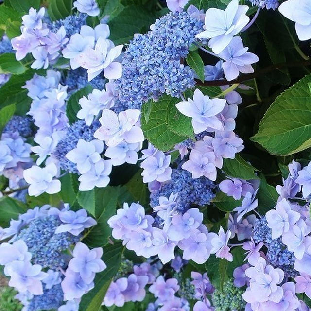 ７月になりました！