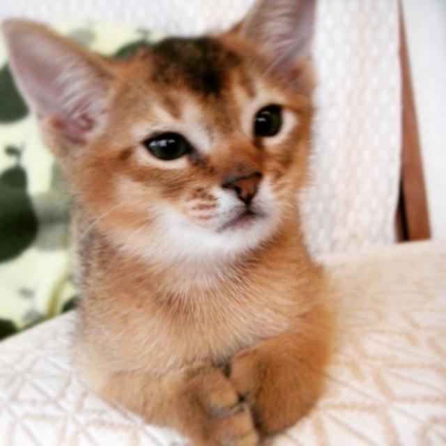 ちび子のお誕生日