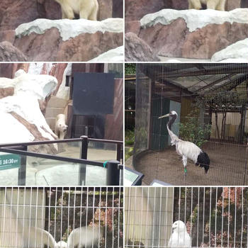 上野動物園  フクロウ 白くまタンチョウ
