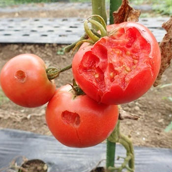 つるありズッキーニ＆真っ赤なトマト収穫☆葉山農園（7月中旬）