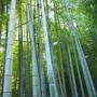 ひとっ走り旅　鎌倉　〆は　竹林の美しい　【報国寺】