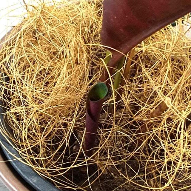 観葉植物♪カラテア復活の兆し