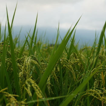 稲穂（8月11日）