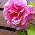 ピンクの薔薇咲きました♪