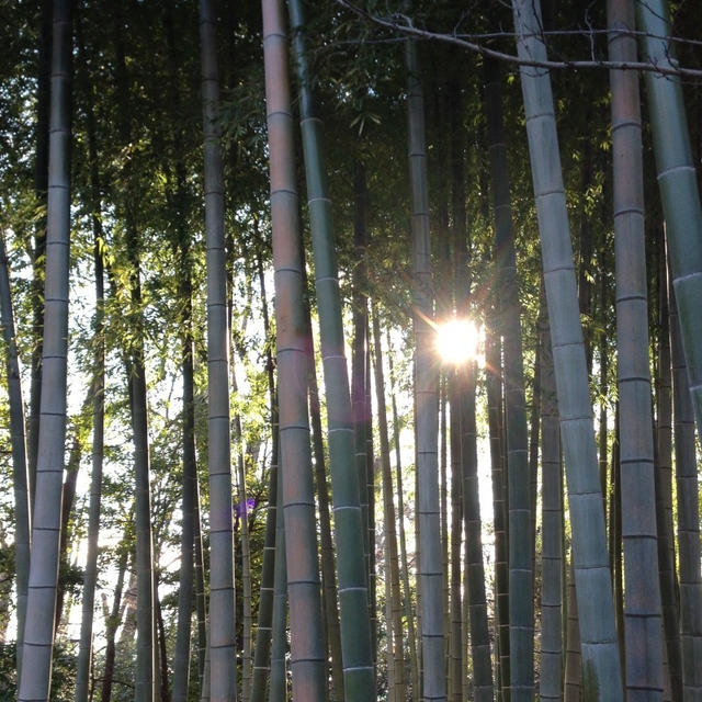 サーモンなサラダ
