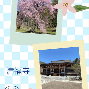 【春のお出掛け・茨城】満福寺のしだれ桜とお墓参り