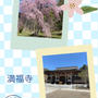 【春のお出掛け・茨城】満福寺のしだれ桜とお墓参り