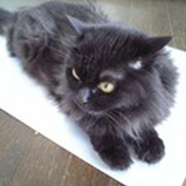ぷれぜ〜んと