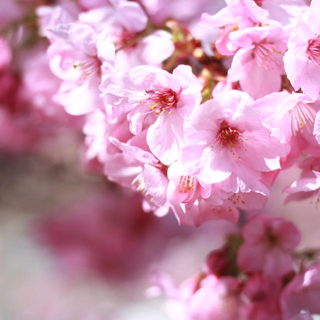 3月20日　桜が咲いたよ