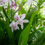 口紅シランの花20:23、最近撮った写真は#ameba写真部