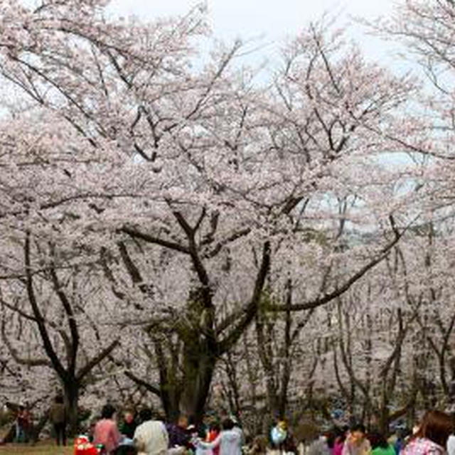 お花見2011年♪