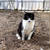 猫の好むトイレ。肥やし…にはならないならやめていただきたい