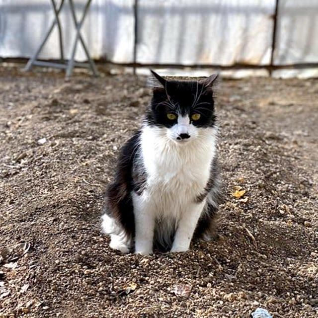 猫の好むトイレ。肥やし…にはならないならやめていただきたい
