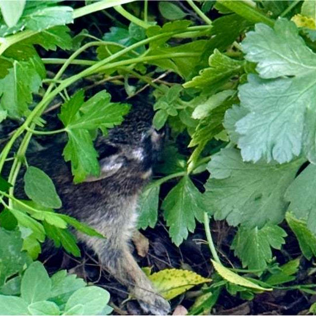 まったり昼下がり　ピーターラビット