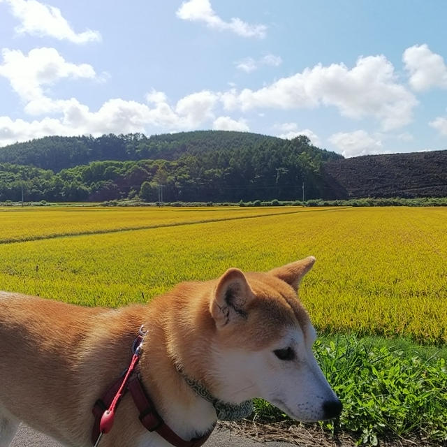 もうすぐ稲刈り始まりますよ‼️