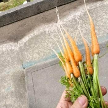 人参間引き