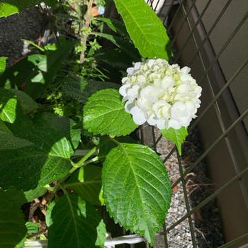我が家の紫陽花が咲きました。