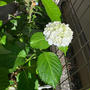 我が家の紫陽花が咲きました。