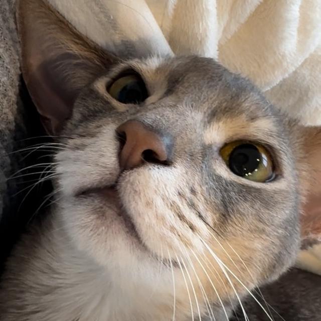 【動画】甘えん坊抱っこマンゴロゴロぼくちん