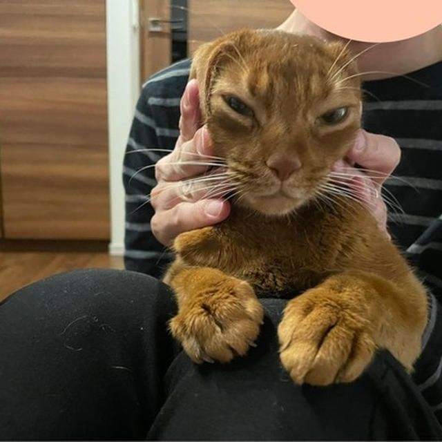 「ねぇ、これ見て❤︎」も、ねこねこチャンス♪