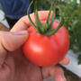 これはスゴイ！とまリッチ。三重ではトマトのイノベーションの真っ最中です。