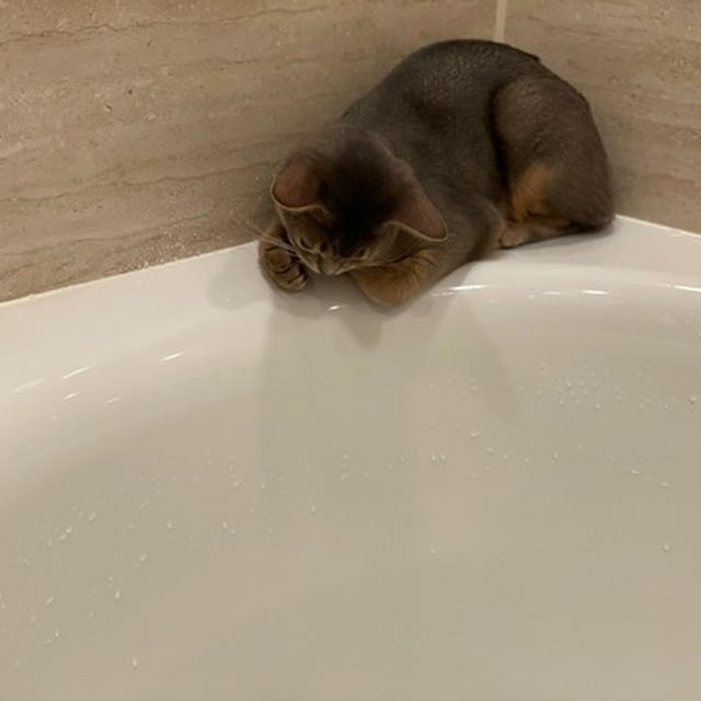 お風呂の見張り隊