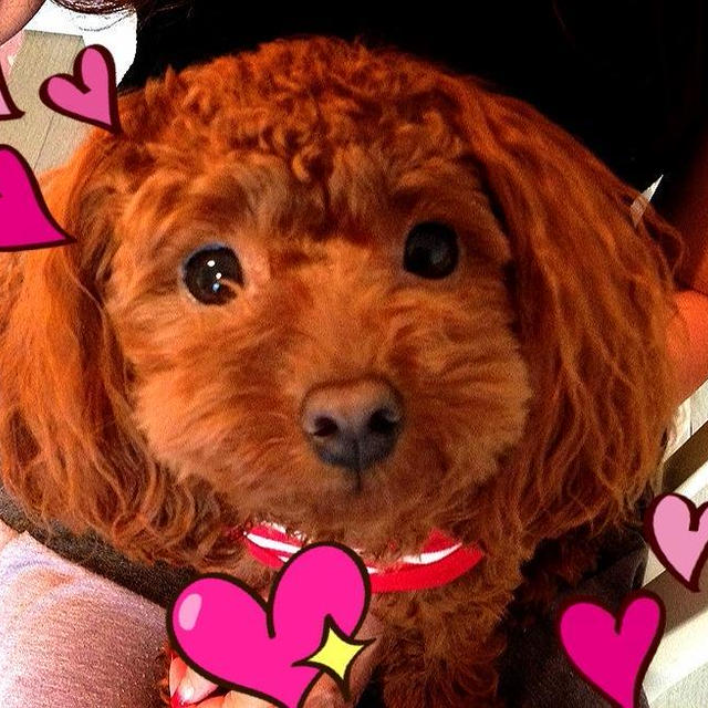おはようございましゅママがお花とポロン撮りたいってポロン撮ってる間にパパは蚊いっぱい...