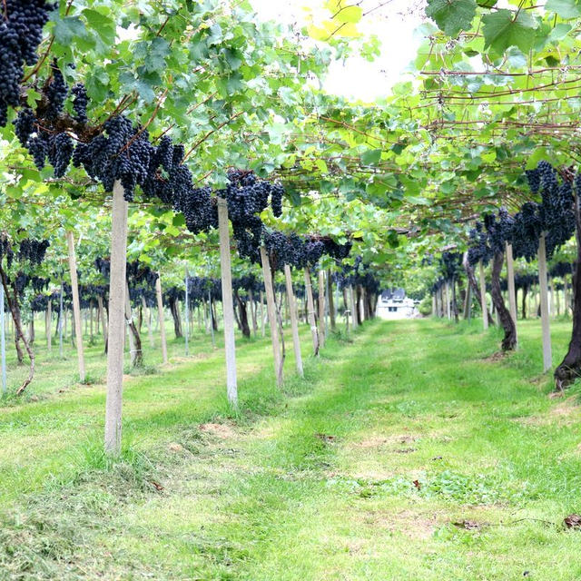 【サントリー塩尻ワイナリー再訪】これが金賞日本ワイン畑の完成形！