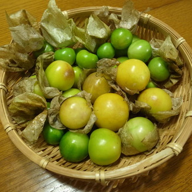 ゴールデンベリー（インカベリー）の育て方☆種まき3月・4月