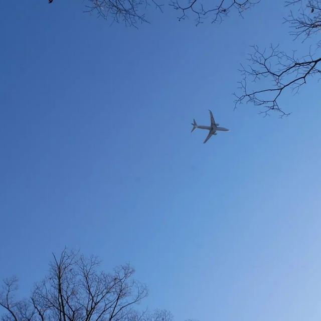 飛行機と桜-4月4日の桜-