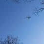 飛行機と桜-4月4日の桜-