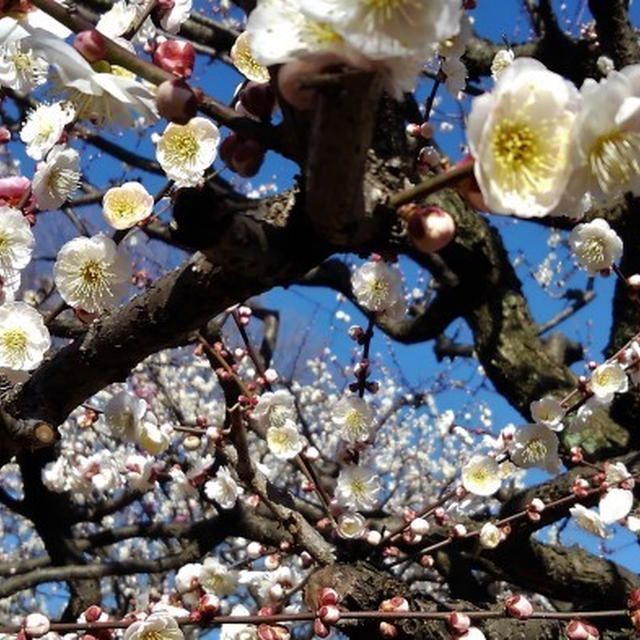 ■ウォーキングき続【相模原北公園の梅の花が見頃で素敵でした♪】