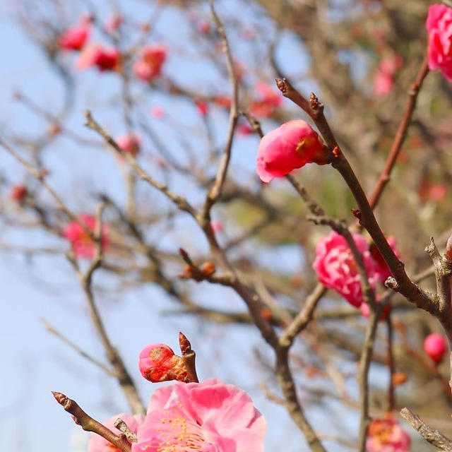 かめだうめの花めぐりに行ってきました②濃いピンクの梅も可愛かったです。